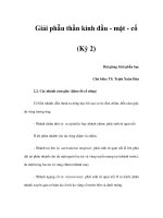 Giải phẫu thần kinh đầu - mặt - cổ (Kỳ 2) pot