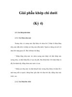 Giải phẫu khớp chi dưới (Kỳ 4) pps