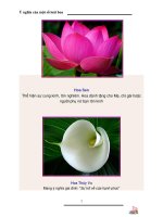 ý nghĩa của môt số loài hoa