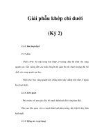Giải phẫu khớp chi dưới (Kỳ 2) pptx
