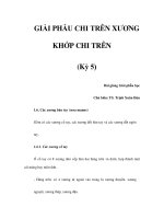 GIẢI PHẪU CHI TRÊN XƯƠNG KHỚP CHI TRÊN (Kỳ 5) doc