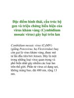 Đặc điểm hình thái của virus khảm vàng gây hại trên lan pptx