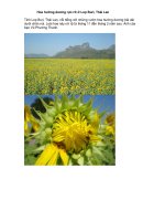 Hoa hướng dương rực rỡ ở Lop Buri