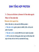 sinh tổng hợp protein