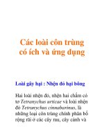 Các loài côn trùng có ích và ứng dụng doc