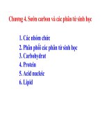 Sườn carbon và các phân tử sinh học pdf