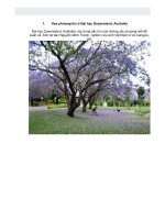 Hoa phượng tím ở Đại học Queensland