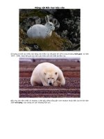 Động vật Bắc Cực kêu cứu