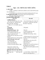 Chính tả: Những hạt thóc giống