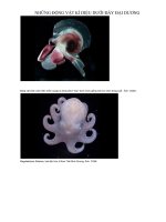 Động vật kì diệu dưới đáy đại dương