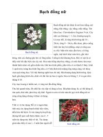 Bạch đồng nữ ppsx