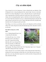 Cây sả chữa bệnh ppt