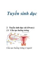 Tuyến sinh dục potx