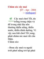 Chăm sóc cây mai potx