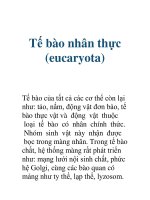 Tế bào nhân thực (eucaryota) pdf