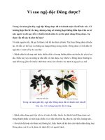 Vì sao ngộ độc Đông dược? docx
