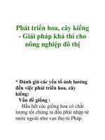 Phát triển hoa, cây kiểng - Giải pháp khả thi cho nông nghiệp đô thị pot