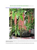 Cây lộc vừng-Cây cảnh quí