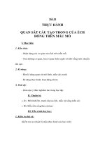 Sinh học 7 - THỰC HÀNH QUAN SÁT CẤU TẠO TRONG CỦA ẾCH ĐỒNG TRÊN MẪU MỔ potx