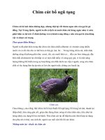 Chim cút bổ ngũ tạng doc