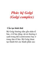 Phức hệ Golgi (Golgi complex) ppsx