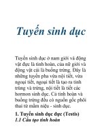 Tuyến sinh dục doc