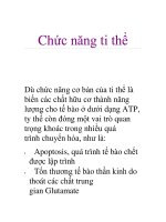 Chức năng ti thể pot
