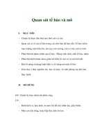 Giáo án sinh học 8 - Quan sát tế bào và mô pps