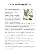 Cốt toái bổ - Bổ thận chắc răng potx