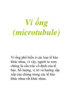 Vi ống (microtubule) pot