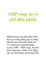AMP vòng và cơ chế điều khiển potx