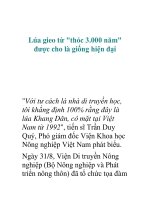 Lúa gieo từ 