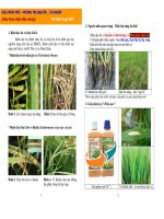 Giải pháp mới - Phòng trị đạo ôn - Vi khuẩn doc