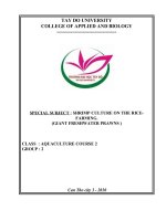 SHRIMP CULTURE ON THE RICEFARMING pot