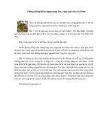 Phòng chống hiện tượng rụng hoa, rụng quả cho cây hồng pot