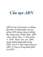 Cấu tạo ARN pps