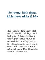 Số lượng, hình dạng, kích thước nhân tế bào pps