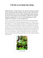 Cốt khí củ trị bệnh đau khớp potx