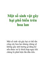 Một số sinh vật gây hại phổ biến trên hoa lan pps
