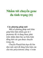 Nhắm tới chuyển gene đa tính trạng (tt) ppt