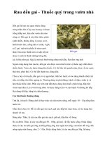 Rau dền gai - Thuốc quý trong vườn nhà ppsx