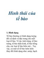 Hình thái của tế bào potx