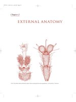 The Insects - Outline of Entomology 3th Edition - Chapter 2 pot