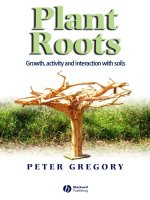 plant roots growth activity and interaction with soils