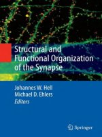 structural and functional organization of the synapse