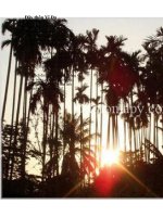 Đây thôn Vĩ Dạ (Hàn Mặc Tử)