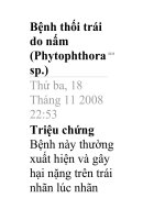 Bệnh thối trái do nấm (Phytophthora sp.) pdf