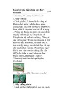 hòng trừ sâu bệnh trên cây Bưởi da xanh doc