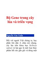 Bộ Gene trong cây lúa và triển vọng (tt) ppt