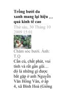 Trồng bưởi da xanh mang lại hiệu quả kinh tế cao pps